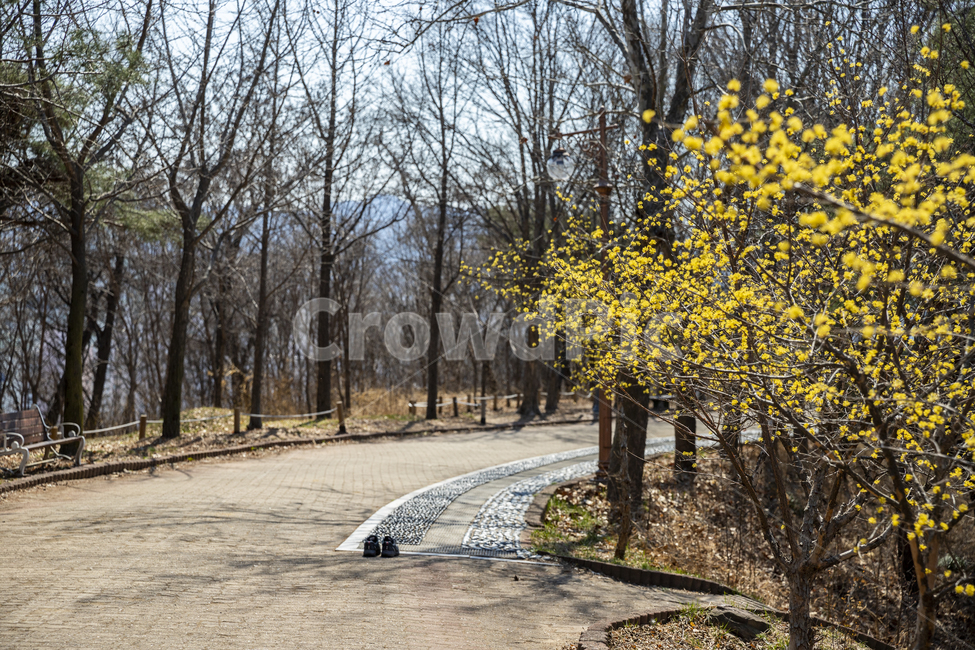 봄,봄꽃,꽃,산수유,노란꽃,japanesecornliancherry,flower,spring,cornusofficinalissetz,cornusofficinalissieboldzucc,봄,계절,spring,season,자연,풍경,nature,landscape,tree,나무,plant,식물,tree trunk,나무 줄기