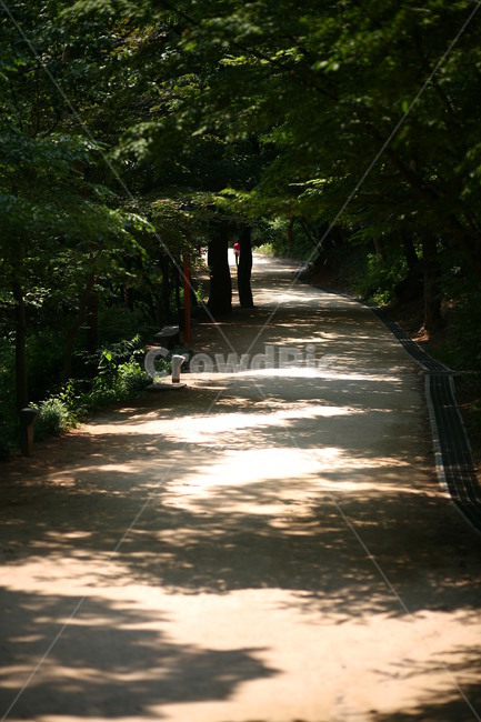 옥외,정원,나무,식물,풍경,자연,풍경,nature,landscape,식물,plants,나무,trees,wood