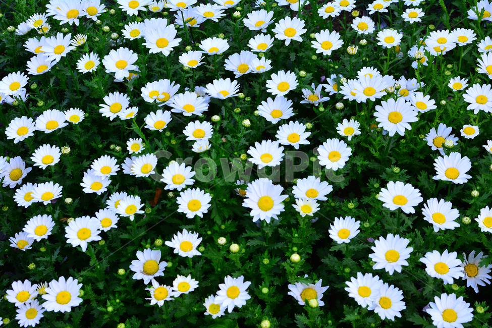 봄꽃,봄이미지,마가렛트,흰색꽃,계란꽃,flowers,white,국화과,원예종,정원,가든,화원,꽃밭,garden,spring,개화,절정,만개,청순,순수,pretty,식물,초본,봄,계절,spring,season,식물,자연,plants,nature,꽃,flower,plant