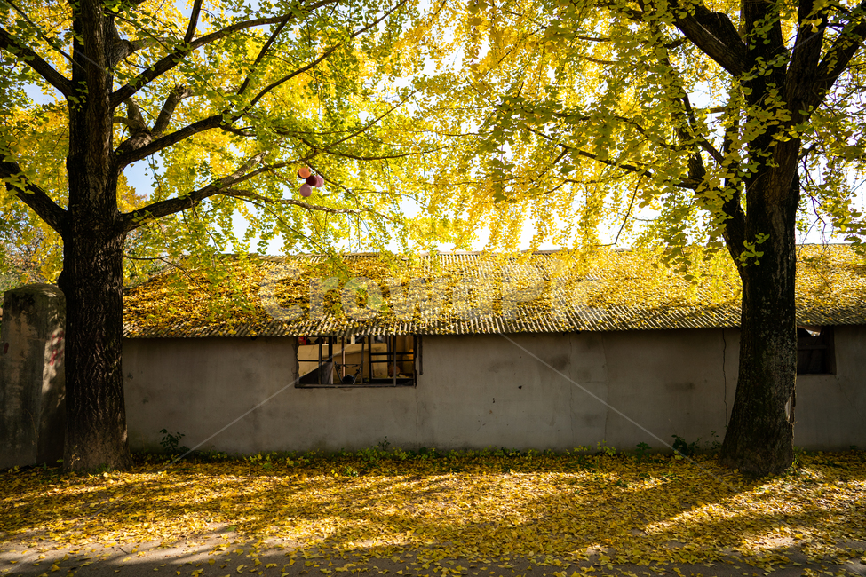 은행나무,단풍,가을,ginkgo,autumn,fall,tree,나무,plant,식물,가을,계절,fall,autumn,season,식물,자연,plants,nature,나무,trees,wood,building,건물,rural,농촌,outdoors,옥외