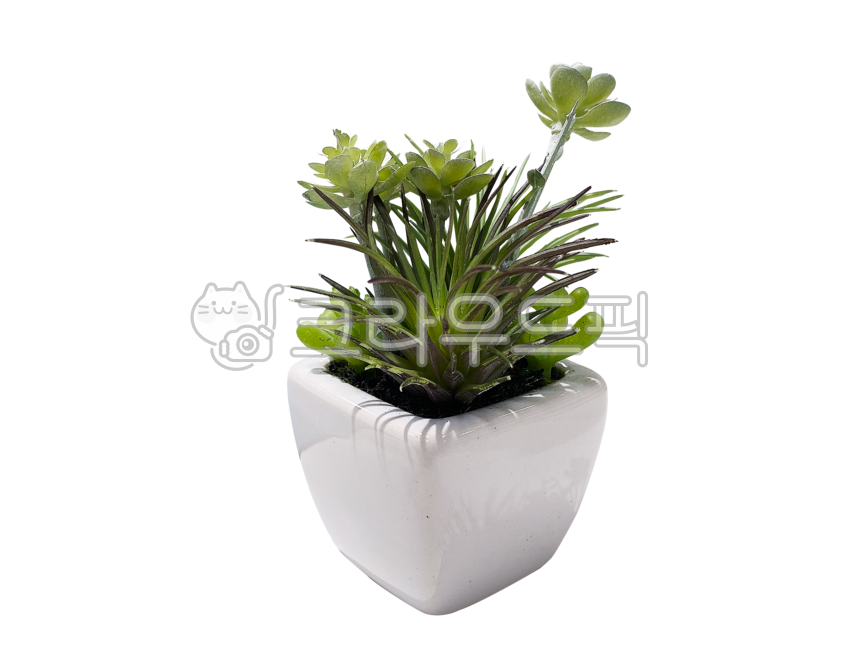 꽃,화병,화분,배경,png,투명배경,백그라운드,누끼,인테리어,실내장식,식물,flower,vase,pottedplant,transparentbackground,background,isolated,interior,interiordecoration,plant