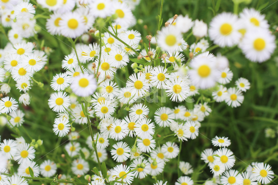데이지,꽃,식물,daisy,flowers,plants,식물,자연,plants,nature,꽃,flower
