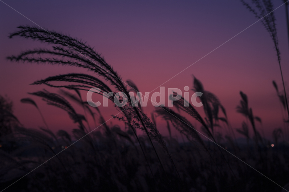 가을,억새,억새밭,일몰,노을,계절,가을,계절,fall,autumn,season,색깔,색상,색채,색감,color sense,color sensitivity,feeling of color,grass,잔디,plant,식물,nature,자연,outdoors,옥외