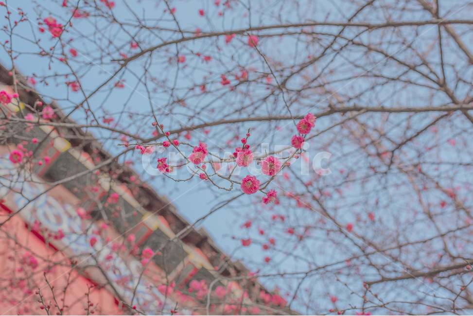 풍경,홍매화,꽃,자연,감성사진,봄,봄,계절,spring,season,식물,자연,plants,nature,꽃,flower