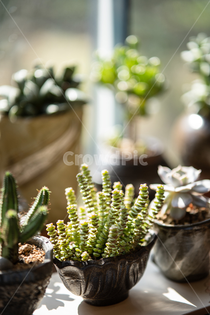다육이,다육식물,plant,botanical,식물,식물,자연,plants,nature