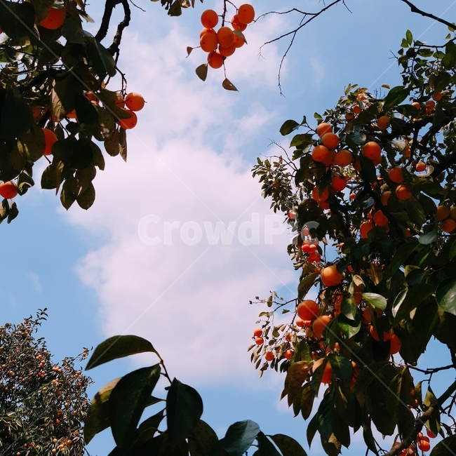 감나무,감,하늘,색감,가을,가을,계절,fall,autumn,season,식물,자연,plants,nature,과일,열매,fruit,plant,food,음식