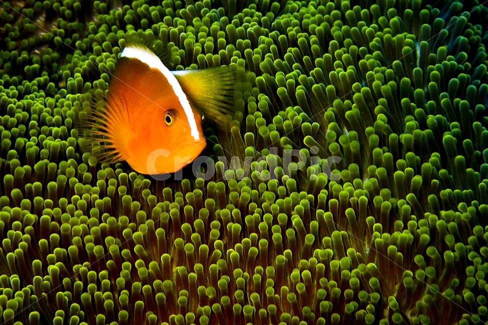 니모,아네모네피쉬,흰동가리,물고기,해수어,생선,크라운피쉬,지느러미,꼬리,오렌지,해양,스쿠버다이빙,귀여운,수중생물,바다,물,자연,동물,말미잘,자리돔,어류,clownfish,anemonefish,nemo,cute,animal,fish,underwater,동물,animal,어류,물고기,fish,색깔,색상,색채,색감,color sense,color sensitivity,feeling of color