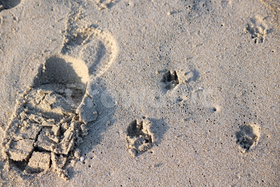 아빠,강아지,광안리,해변,발자국,발자취,한걸음,세걸음,walk,dog,step,footprint,해변,바다,beach,sea
