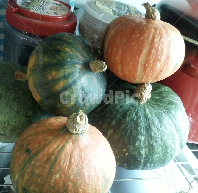 단호박,sweetpumpkin,농산물,식물,남과,덩굴성일년생초본,박과