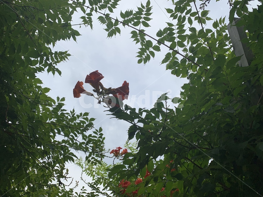 능소화,꽃,식물,하늘,flower,plant