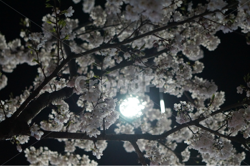 벗꽃,야경,가로등,흰색,빛,밤,봄,계절,spring,season,야경,밤,풍경,nightscape,night,landscape,식물,자연,plants,nature,꽃,flower,plant,cherry blossom,벚꽃,blossom