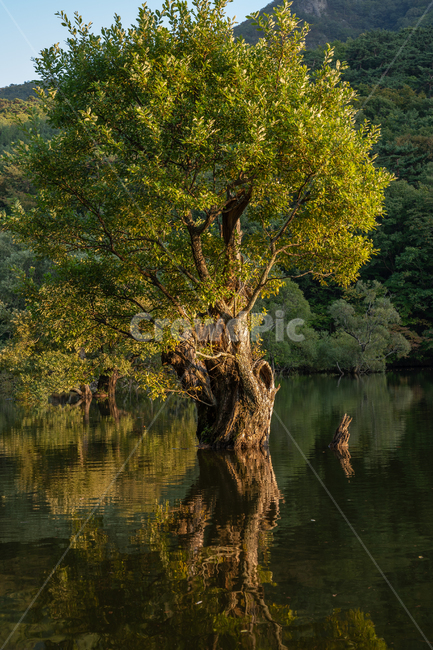 청송,주산지,나무,산,풍경,경치,강,저수지,가을,식물,자연,plants,nature,나무,trees,wood