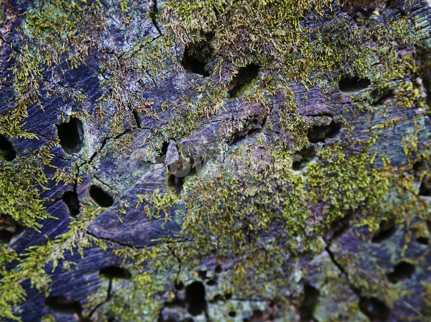 나무,잘림,구멍,이끼갈라짐,흉터,기다림,식물,자연,plants,nature,텍스처,질감,패턴,texture,pattern