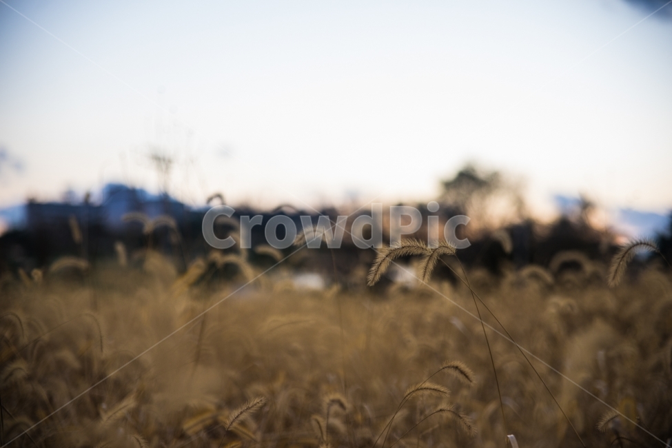 강아지풀,노을,저녁하늘,하늘,따듯함,풀밭,차가움,autumn,가을,풀,식물,11월,감성,가을,계절,fall,autumn,season,식물,자연,plants,nature,감성,sensible,feeling,plant,grass,잔디,food,음식,grain,곡물,vegetable,야채