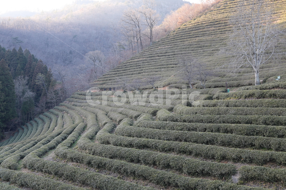 보성녹차밭,녹차,greentea,greenteaplantaion,outdoors,옥외,nature,자연,농업,농사,agriculture,farming,farming industry