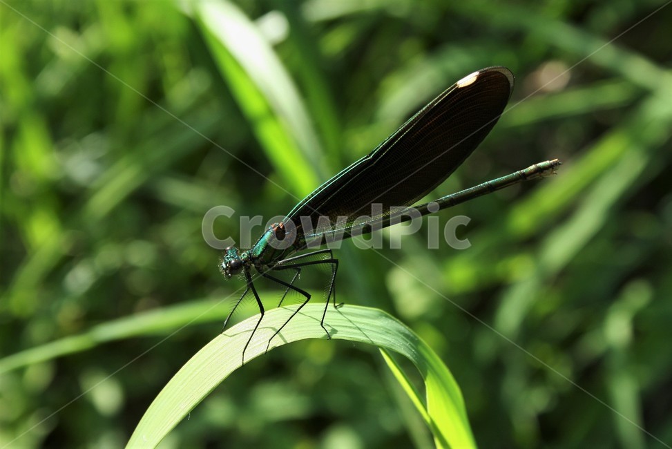 물잠자리,물잠자리암컷,물잠자리과,수서곤충,곤충,자연,동물,animal,곤충,벌레,insect,bug
