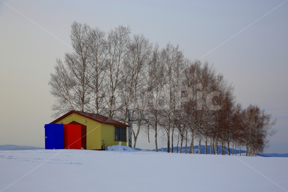 자작나무,홋카이도,설국,자연풍경,겨울풍경,겨울,계절,winter,season,자연,풍경,nature,landscape,building,건물,housing,주택,outdoors,옥외