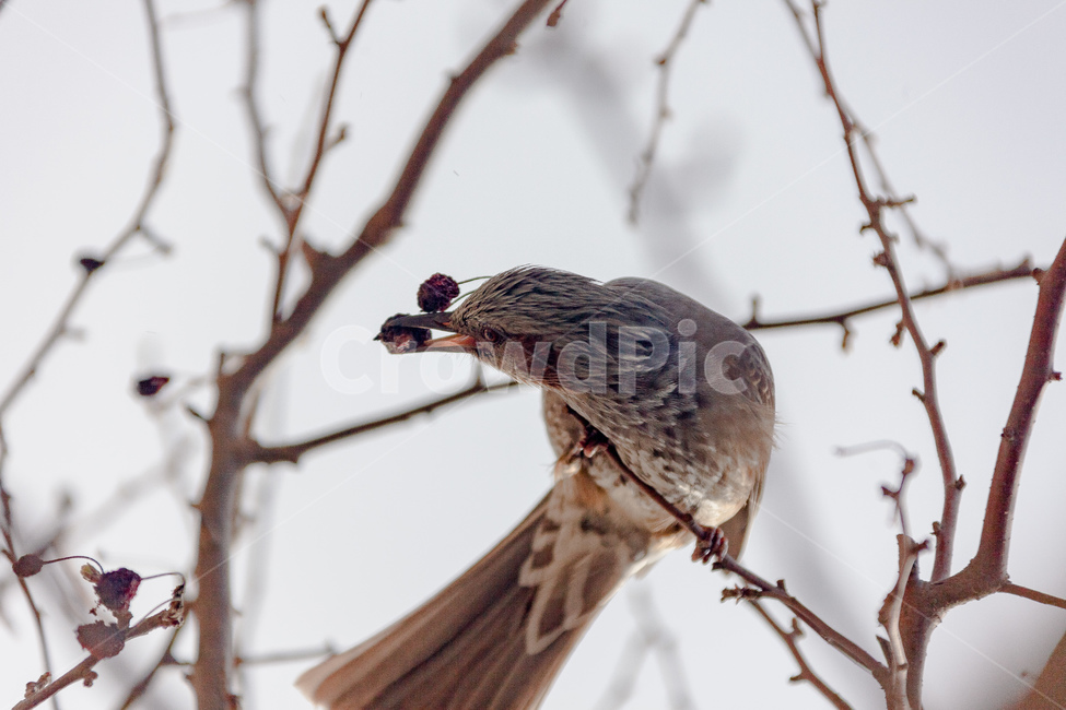 새,부리,조류,야생생물,날개,깃털,동물,animal,조류,새,birds