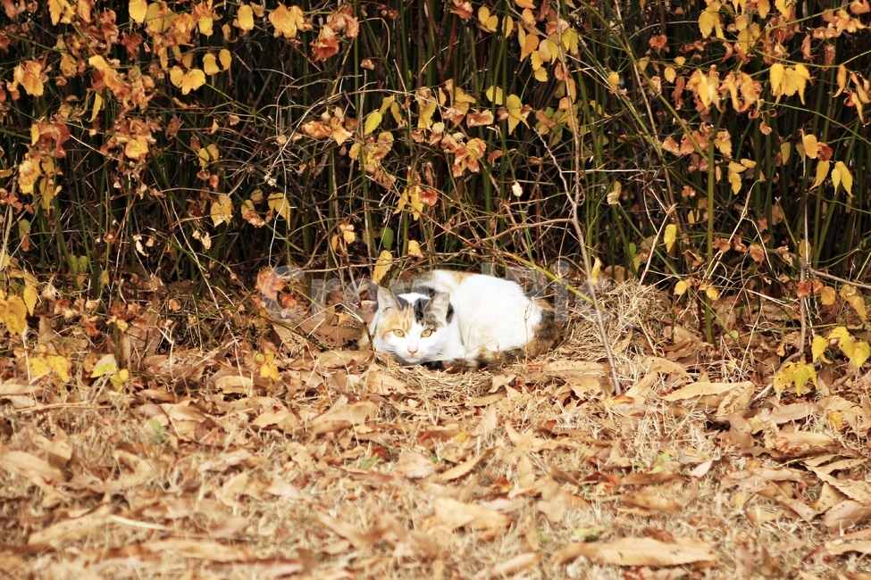 cat,breaktime,고양이,동물,감성사진,동물,animal,포유류,mammal,고양이,cat,kitten,kitty