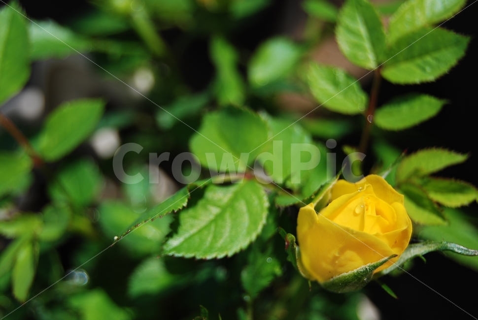 꽃,장미,노란장미,꽃봉우리,꽃잎,장미잎,생화,식물,자연,plants,nature,꽃,flower