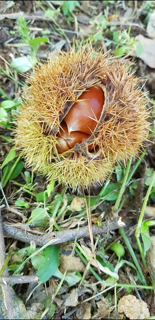 plant,식물,밤,밤나무,가을,추석