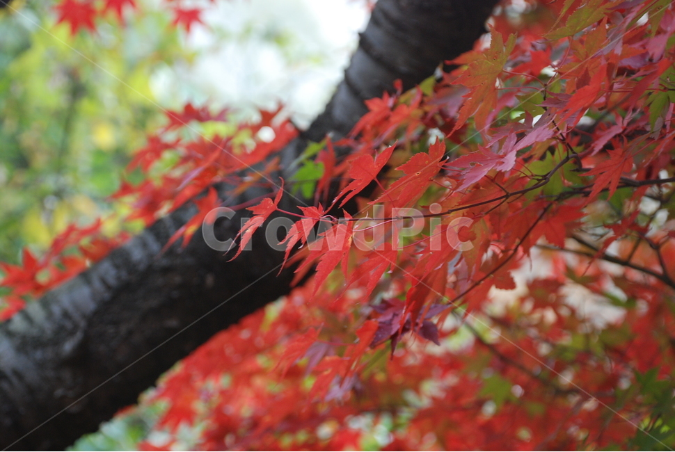 단풍,잎,leaf,maple,tree,가을,계절,fall,autumn,season,자연,풍경,nature,landscape,plant,식물,나무