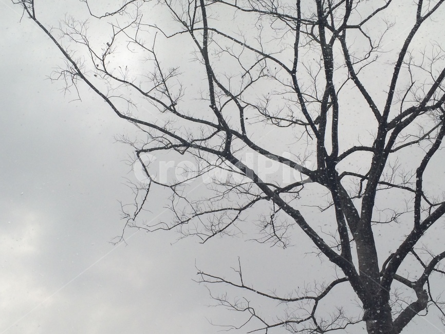 나무,겨울,쓸쓸함,하늘,외로움,앙상한,감성,회색,하루,겨울,계절,winter,season,나무,trees,wood