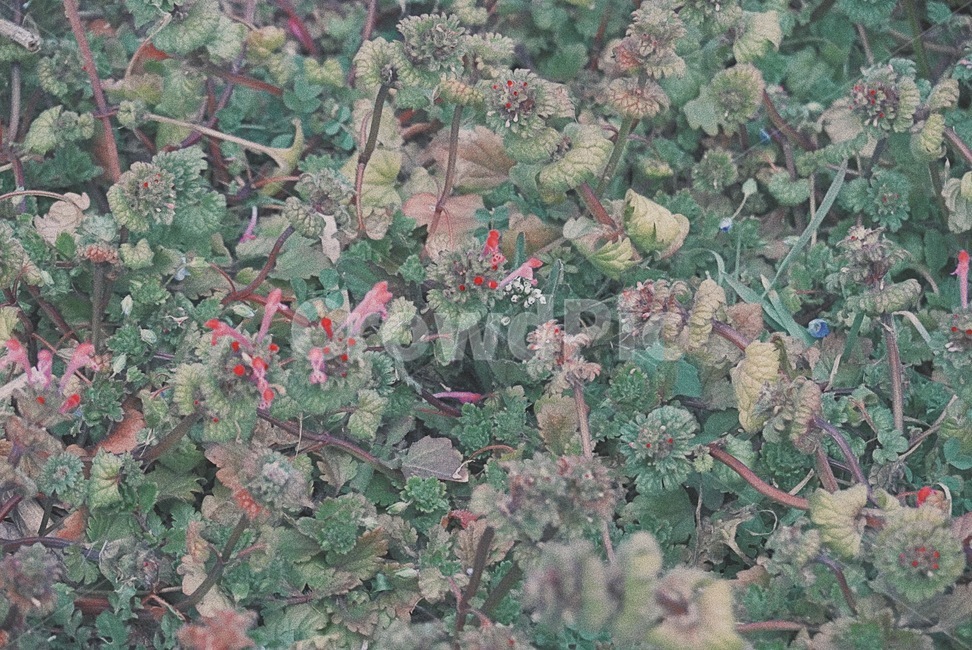 plant,식물,꽃,봄,잎