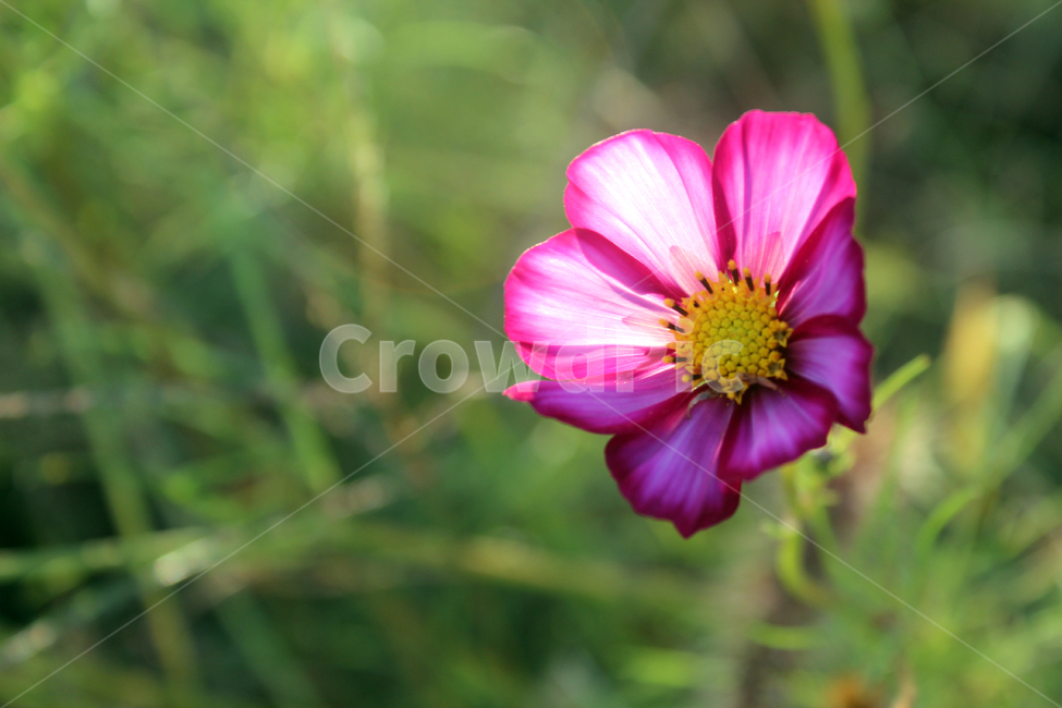 코스모스,가을,꽃,flower,cosmos,자연,가을꽃,노을빛,야생화,휴식,힐링,fall,autumn,nature,가을,계절,fall,autumn,season,식물,자연,plants,nature,꽃,flower,plant,blossom,geranium,제라늄,petal,꽃잎