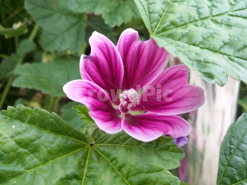 꽃,식물,자연,flower,plant,식물,자연,plants,nature,꽃,flower