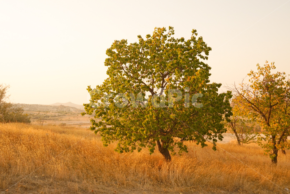 나무,들판,초원,야생,세계,터키,자연,풍경,nature,landscape,식물,plants,나무,trees,wood,휴식,힐링,rest,relaxation,healing,tree,plant