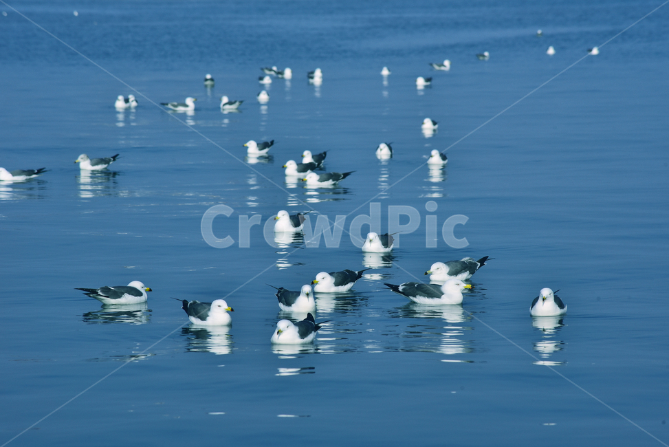갈매기,조류,동물,새,바닷가,갈매기떼,잔잔한,물위,옥외,아웃도어,야외,sea,water,animal,bird,배경,바탕,백그라운드,background,바다새,동물,animal,조류,새,birds