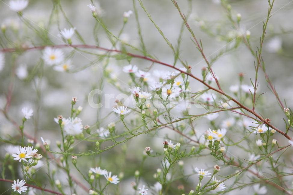 꽃,야생화,자연,들꽃,식물,식물,자연,plants,nature,꽃,flower