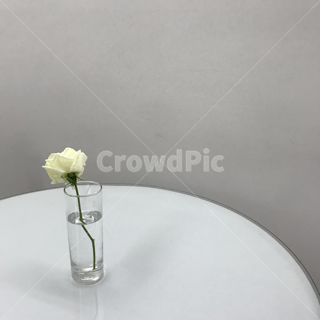 꽃,화병,테이블,유리화병,장미,흰꽃,한송이,꽃,flower