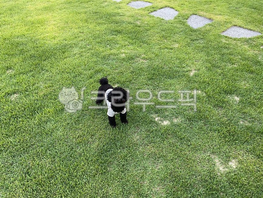 푸들,강아지,검정강아지,블랙푸들,잔디위강아지,잔디