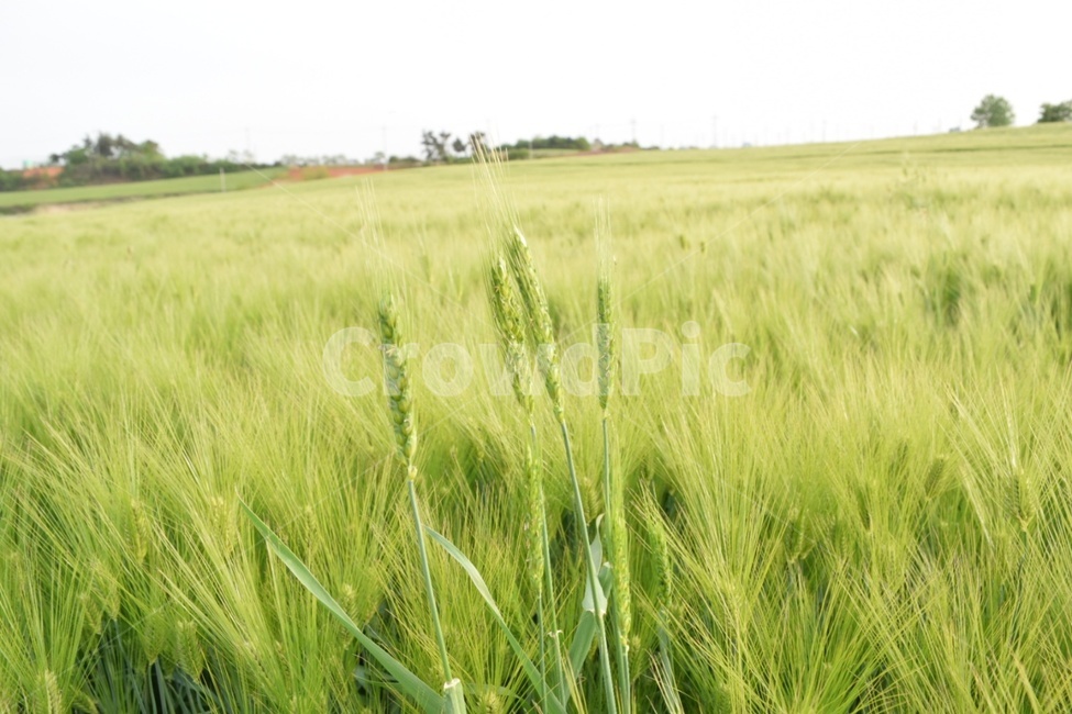 청보리,청보리밭,식물,자연,풍경,여름