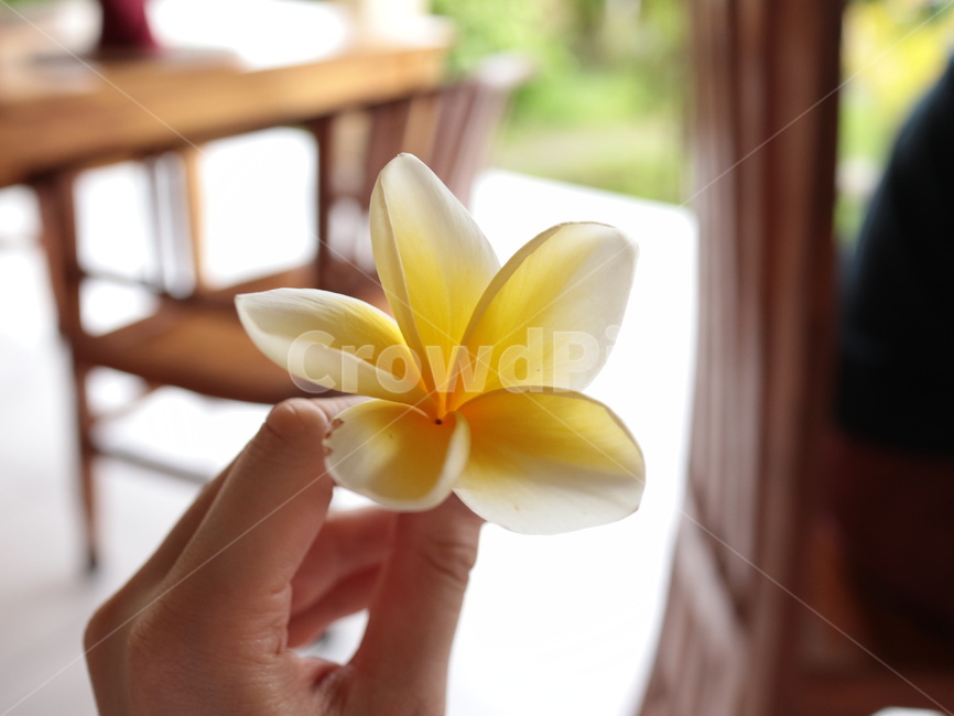 꽃,프랜지파니,동남아,frangipani,휴가