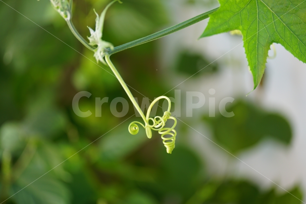식물,plant,plants,vegetable,flora,자연,nature,꼬불꼬불,줄기,식물줄기,덩굴,덩굴식물,스냅,스넵,스냅사진,스넵사진,감성,감성사진,힐링,힐링사진,snap,snapshot,신비,신비한,신비하다,신기,신기한,신기하다,이파리,여름,계절,summer,season,라인,line,선,꼬이다,꼬인,얽힌,얽히다,신선한,신선하다,상큼,상큼한,상큼하다,싱그러운,싱그럽다,싱그러움,한국의자연,한국자연,korea,초가을,늦여름,autumn,fall,9월,September,식물,자연,plants,nature