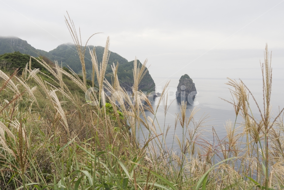 억새,바다,sea,풍경,landscape,croud,구름,울릉도,plant,하늘,sky,자연,풍경,nature,landscape,한국자연풍경,한국자연경관,korea nature landscape,식물,plants,grass,잔디,lawn