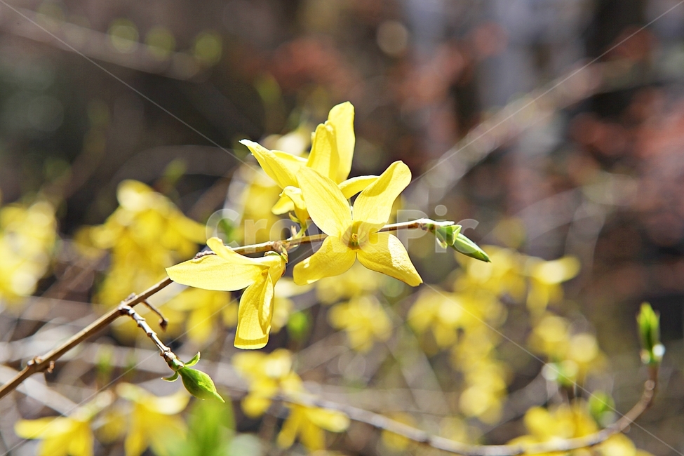 개나리,개나리꽃,꽃,노랑,봄꽃,봄,식물,자연,공원,식물,자연,plants,nature,꽃,flower