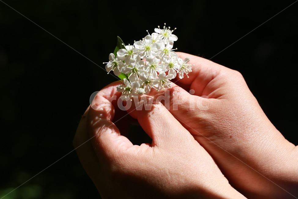 야생화,손,조화,공존,자연,인간,식물,자연,plants,nature,꽃,flower