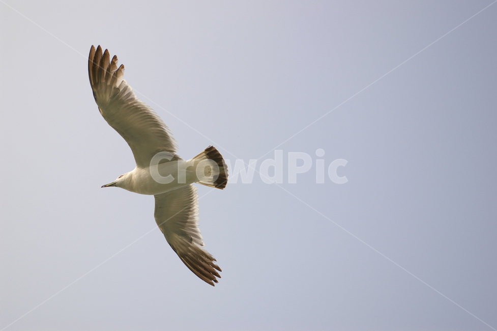 조류,갈매기,animal,동물,bird,새,flying,나는,조류,새,birds