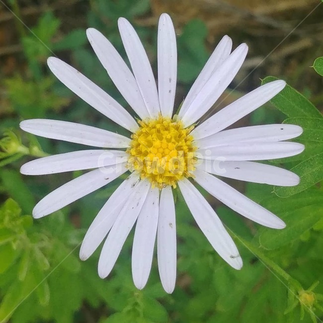 들꽃,야생화,꽃,쑥부쟁이,흔한꽃,식물,자연,plants,nature,꽃,flower