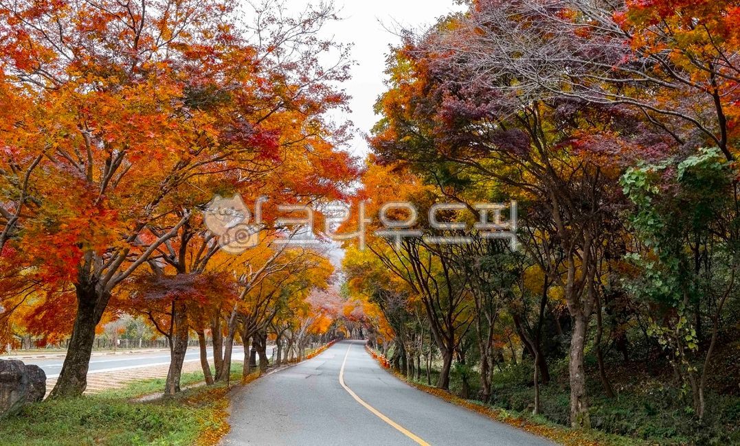 단풍,단풍나무,가을길,단풍길,가로수,단풍잎,낙엽,길,산책길,가을,계절,만추,추경,산책로,자연,경치,포장도로
