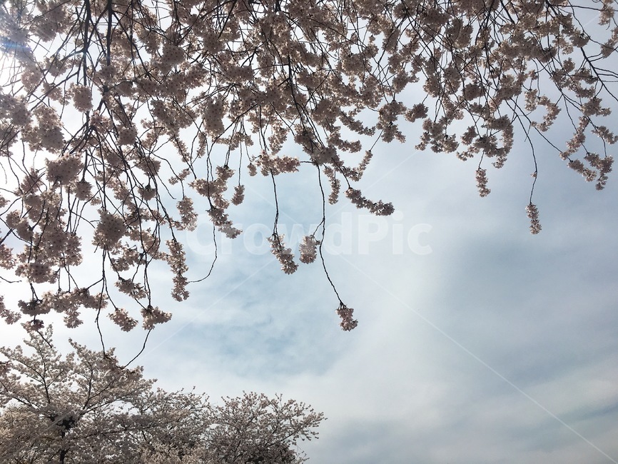 벚꽃,하늘,구름,나무,꽃나무,봄,계절,체리블라섬,cherryblossom,bloom,blossom,spring,꽃,flower,flowerplant,tree,sky,cloud,구름낀,아름다운,자연,외출