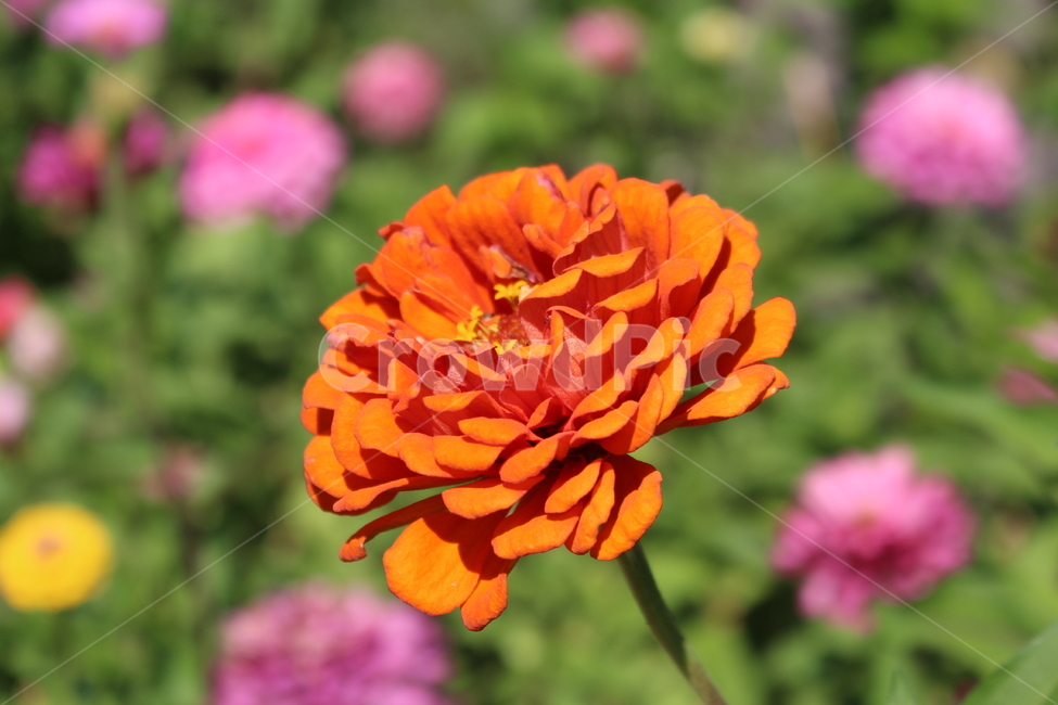 가을,들꽃,백일홍,꽃,백일초,식물,자연,plants,nature,꽃,flower