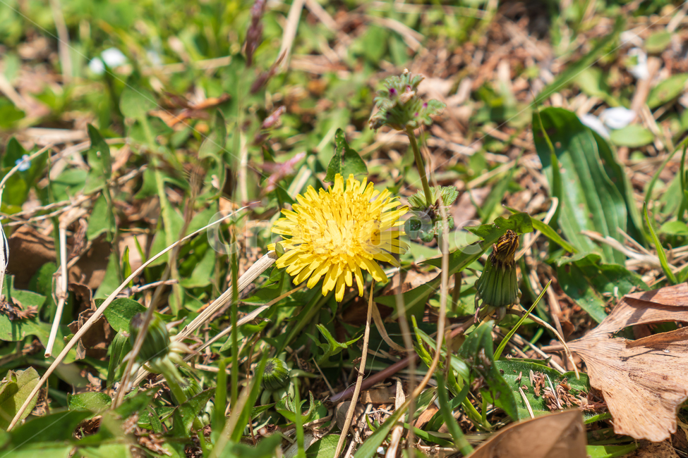꽃,봄꽃,봄,민들레,식물,자연,flower,nature,식물,자연,plants,nature,꽃,flower