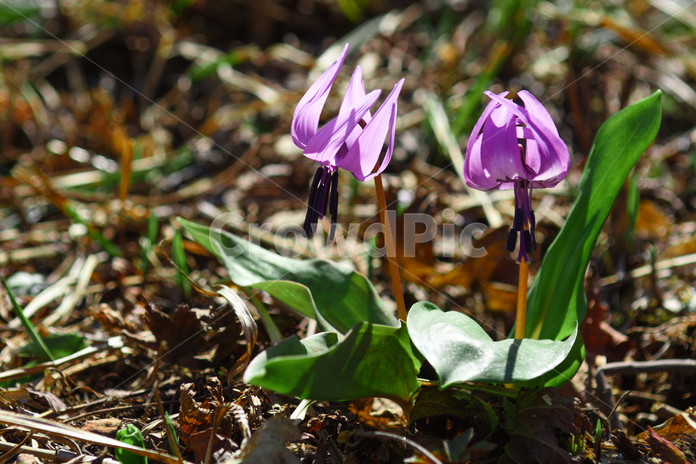 꽃,야생화,식물,자연,숲,초록,봄,forest,flower