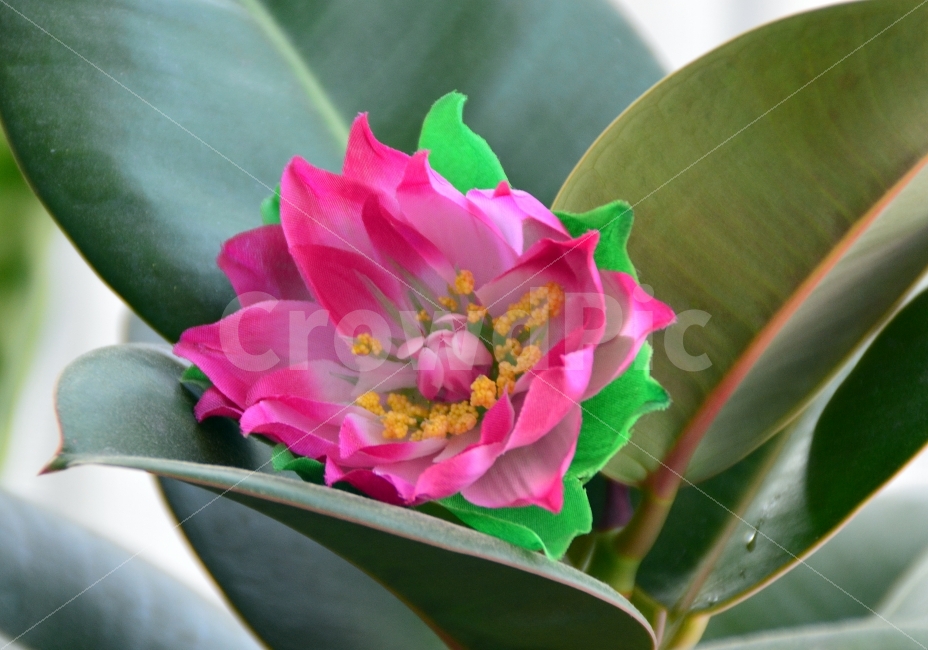 꽃,여름,아름다움,봄,황홀,식물,자연,plants,nature,꽃,flower