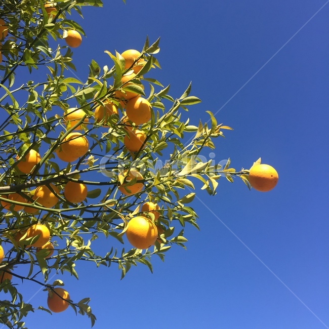 과일,레몬,lemon,tree,나무,파란하늘,자연,감귤류과일,citrusfruit,fruit,plant